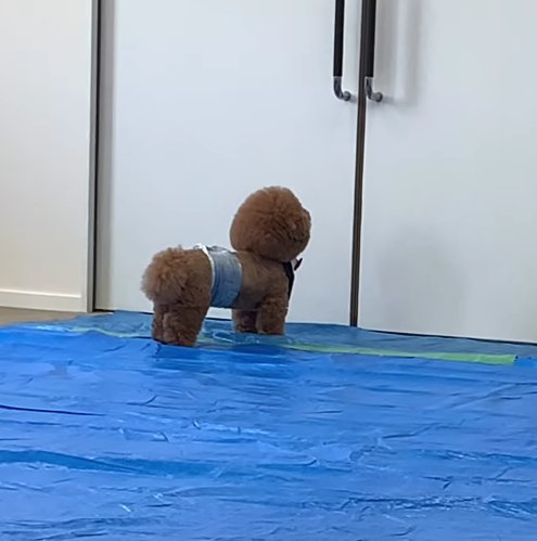 ブルーシートの上にいる犬の後ろ姿