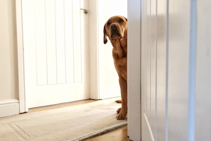 不安そうに覗き込む犬