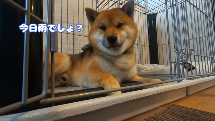 おにぎりくんの散歩拒否