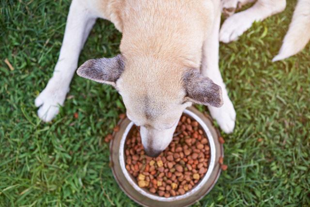 フードを食べる犬