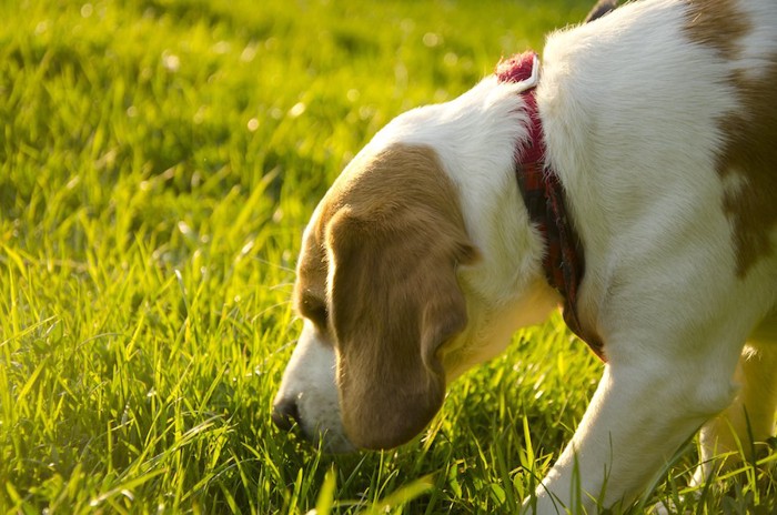 草むらの匂いを嗅いでいる犬