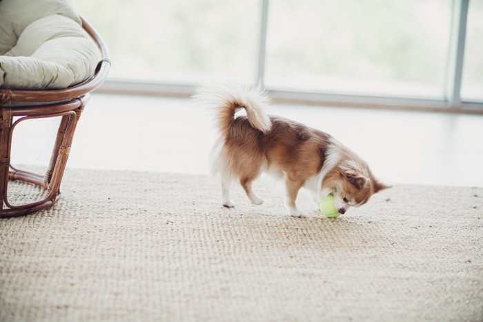 犬と黄色いボール
