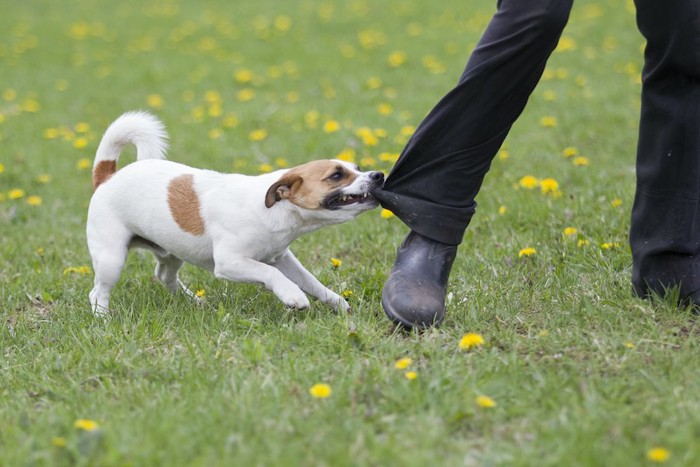 歩く人のズボンの裾を引っ張る犬