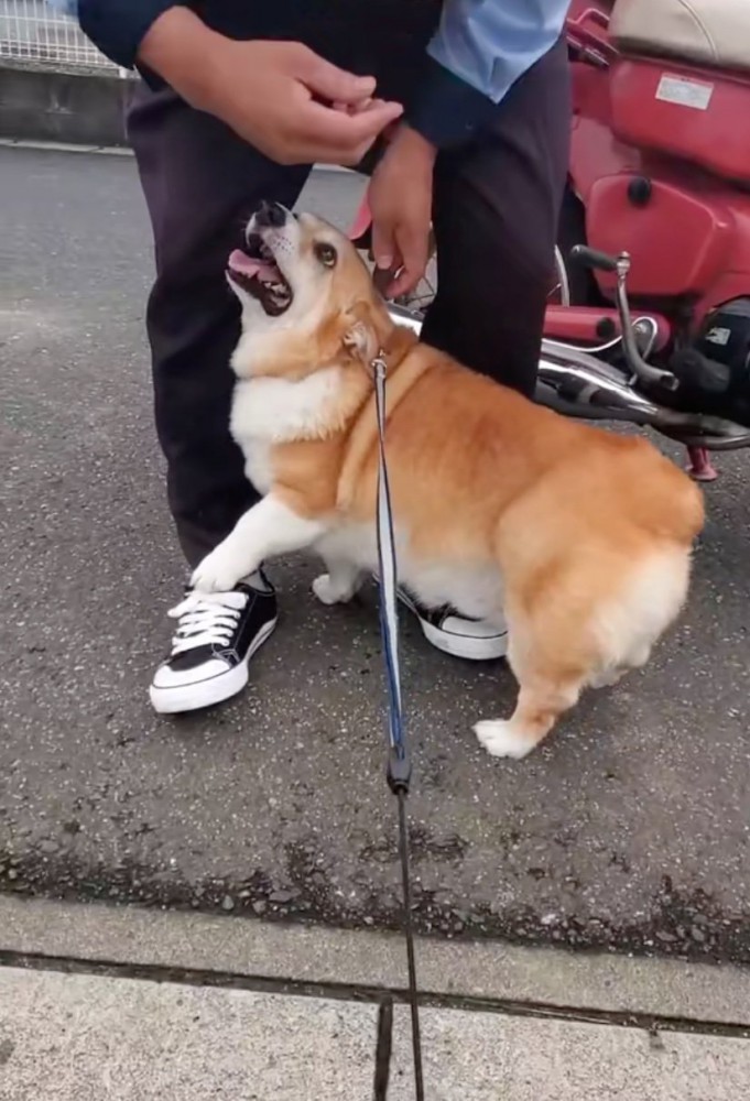 足元に近寄る犬