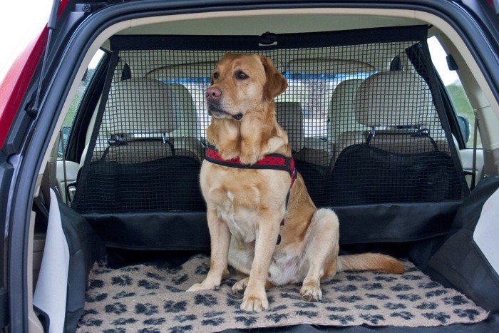 カーシートの上の犬