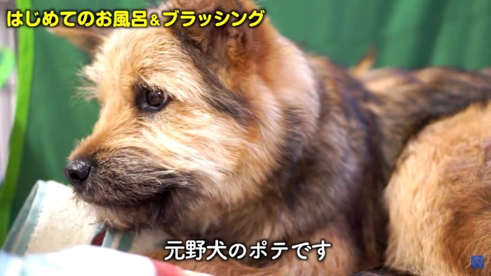 元野犬のポテちゃん