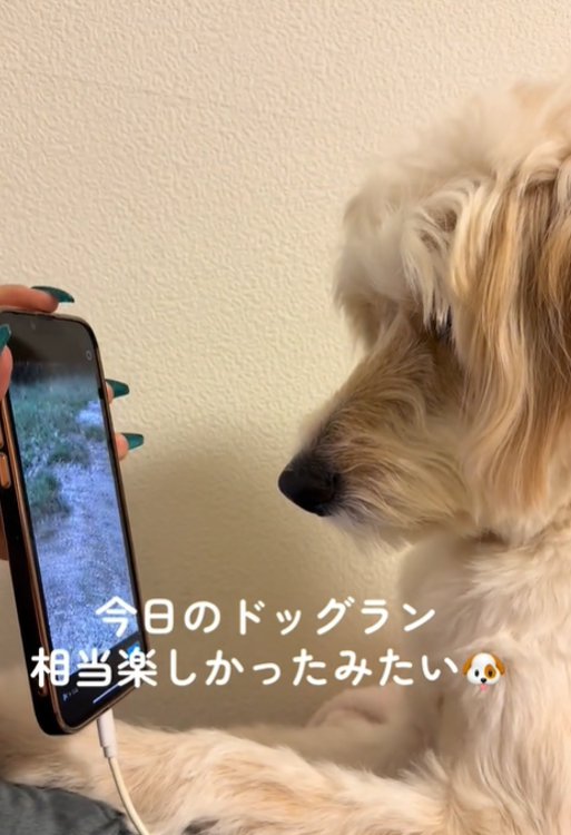画面を見る犬2