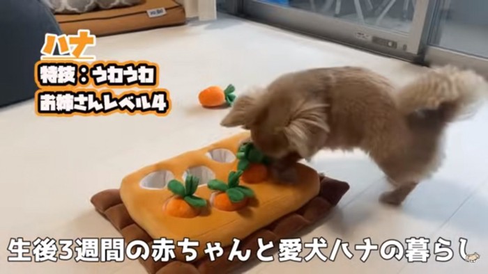 おもちゃで遊ぶハナちゃん