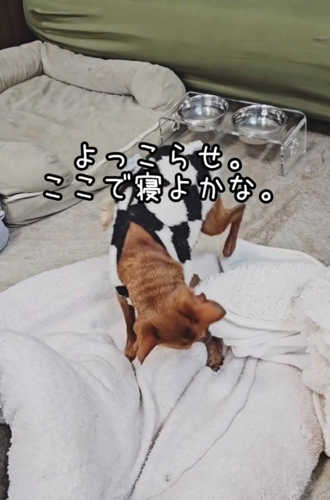 クッションに乗る老犬