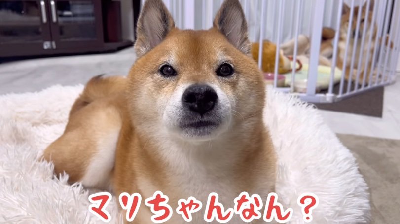 落ち着きがなくなる柴犬