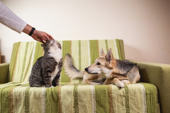 撫でられる猫をうらやましそうに見つめる犬