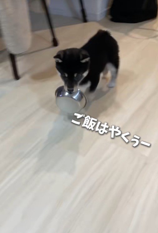 お皿をくわえています!