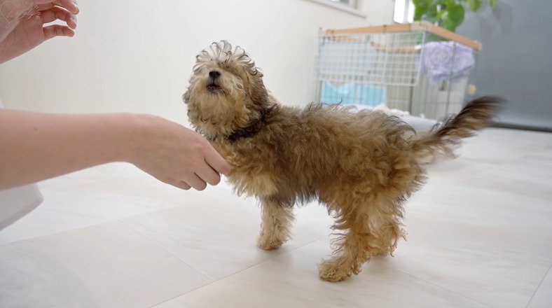 お手をする犬