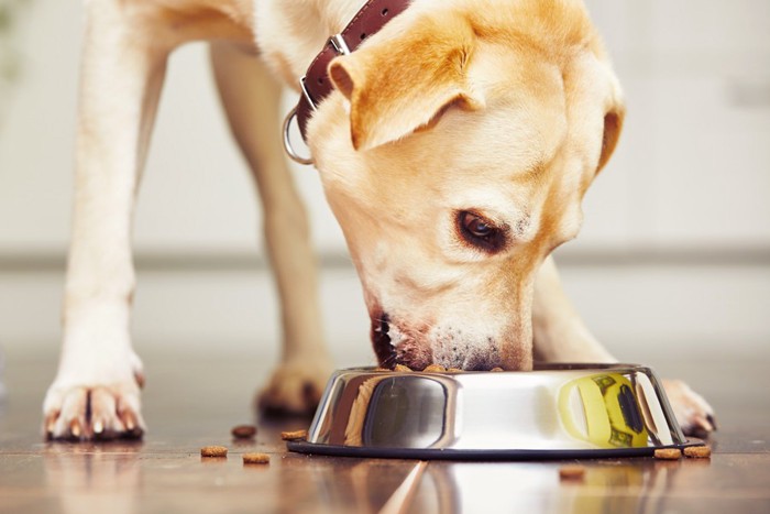 食べる犬