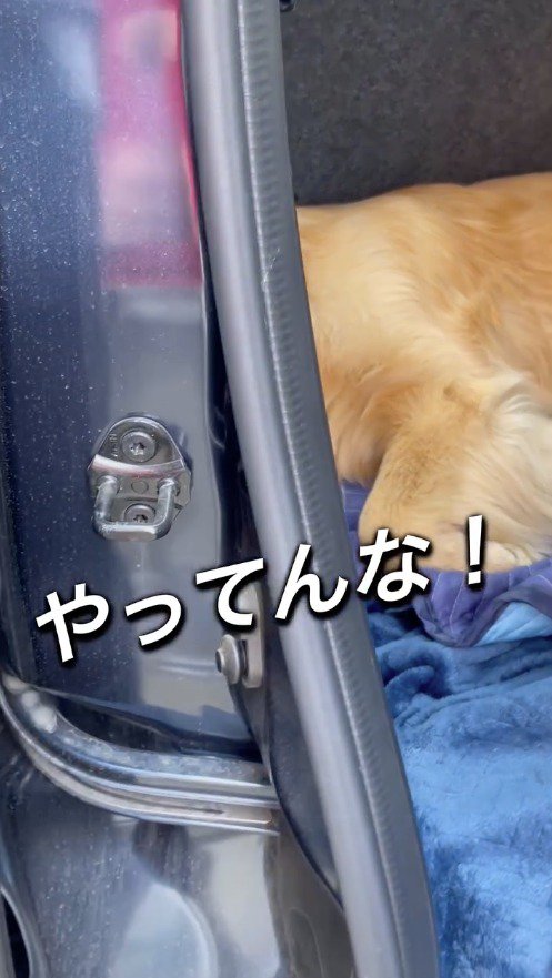 一度、車から離れる飼い主