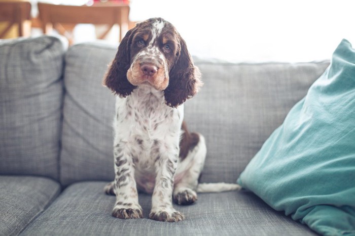 ソファの上にオスワリする犬