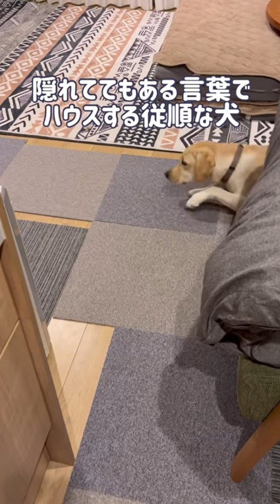 ソファーから頭を出す犬