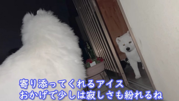 励ますアイスちゃん
