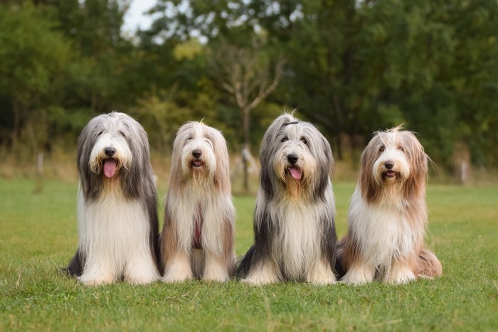 横一列に並んで座る4頭のビアデッド・コリー