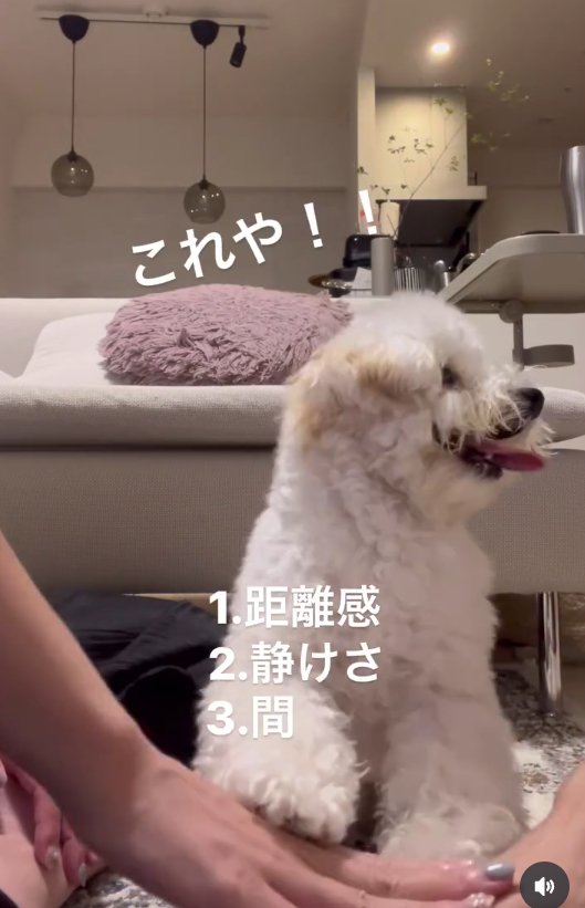 飼い主の手の上に前足を置き横を見ている白い犬