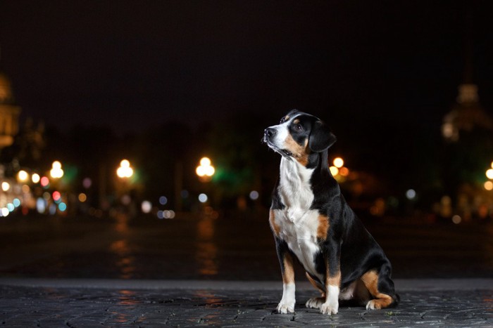 首輪もリードもしていない夜の犬