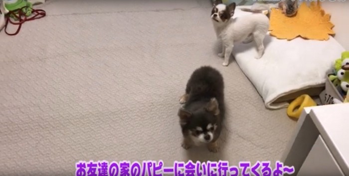 飼い主さまがお出かけ