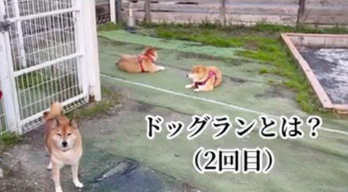 飼い主を見つめるシニアの柴犬と、その後ろで距離を保って寝転がる2頭の柴犬