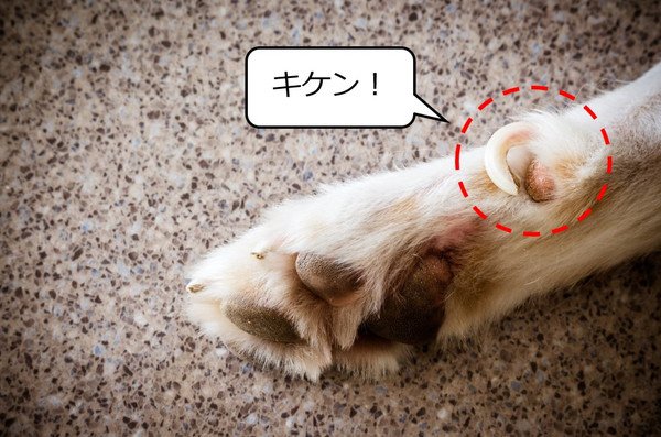 犬は爪切りしないとどうなる？