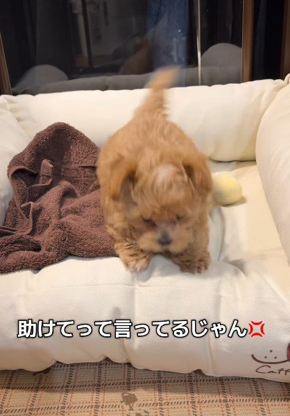 犬生一週目の怒り方♡