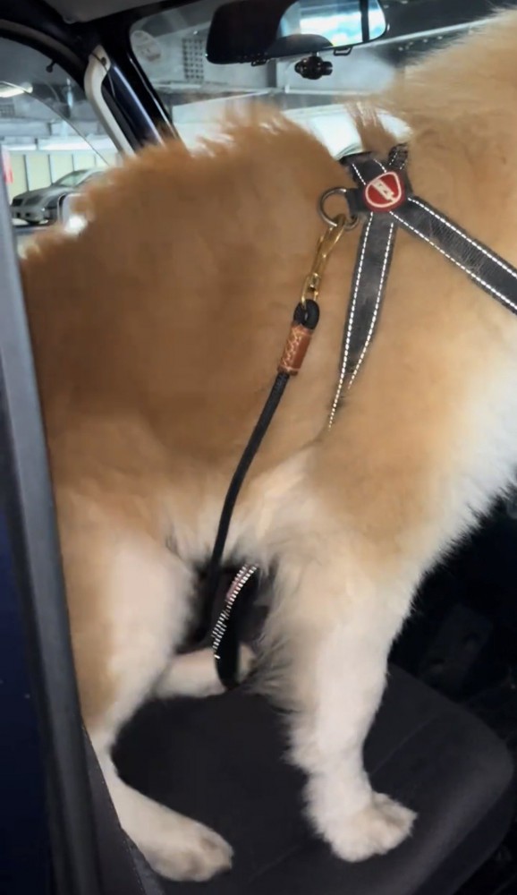 向きを変える犬