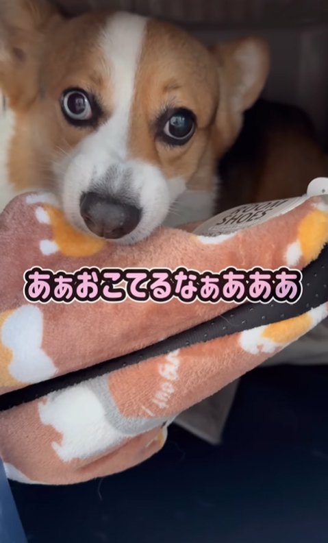 怒る中型犬