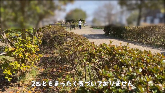 隠れて様子をうかがいます