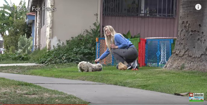 ワイヤリードにつかまった犬