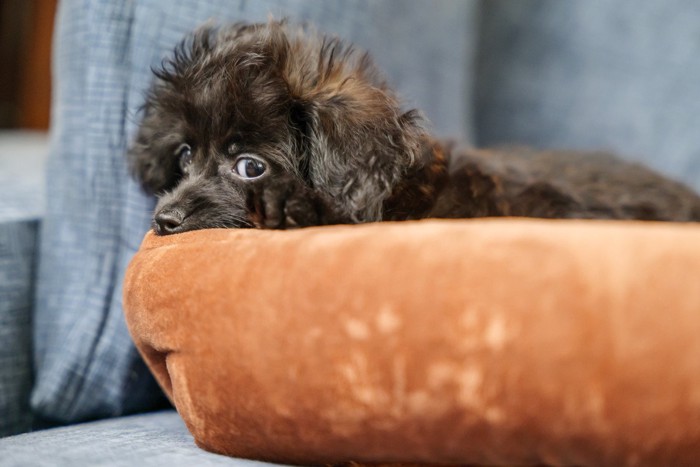 ベッドから横目で見つめる黒い犬