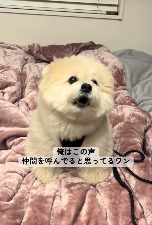 「ぼーーー」に反応する理由2