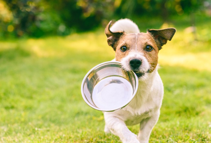 食器をくわえたまま嬉しそうに駆け寄る犬