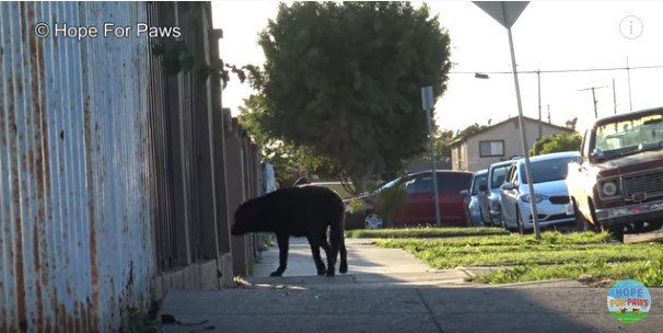 敷地内に入って行く犬