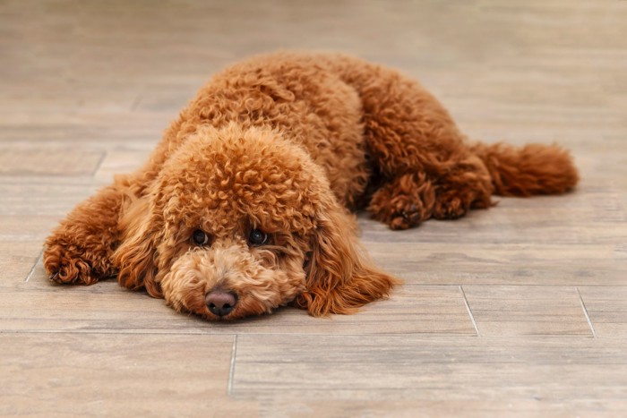 悲しげな表情で床に伏せている犬