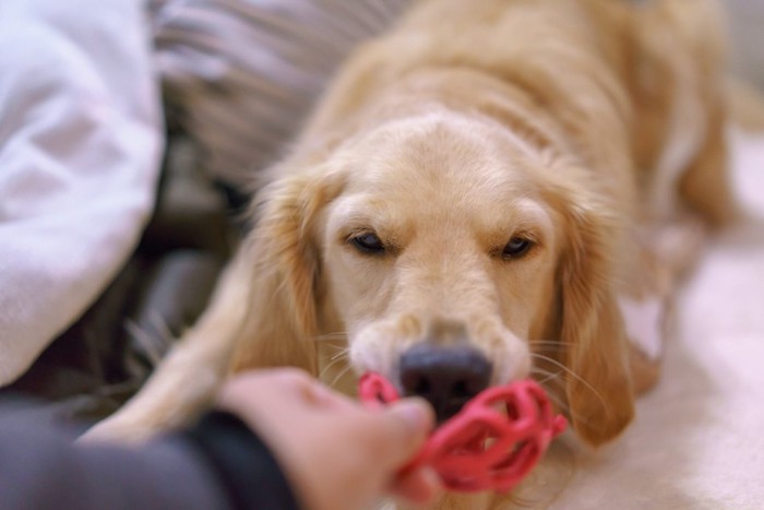 飼い主とおもちゃで遊ぶ犬