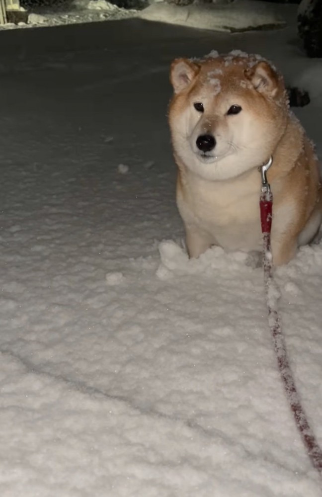 帰ろうとしない柴犬