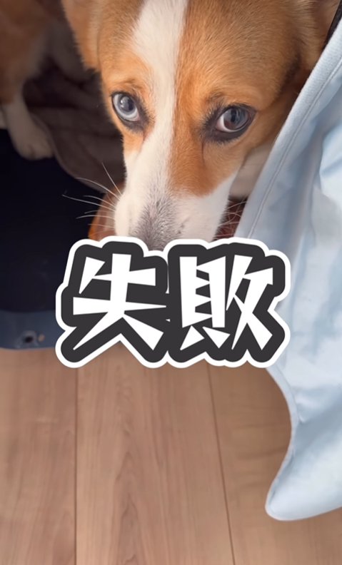 スリッパを確保する中型犬
