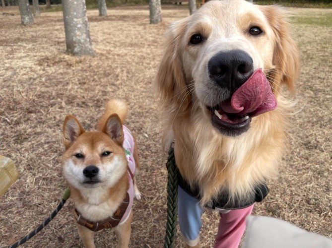公園をお散歩中の2匹