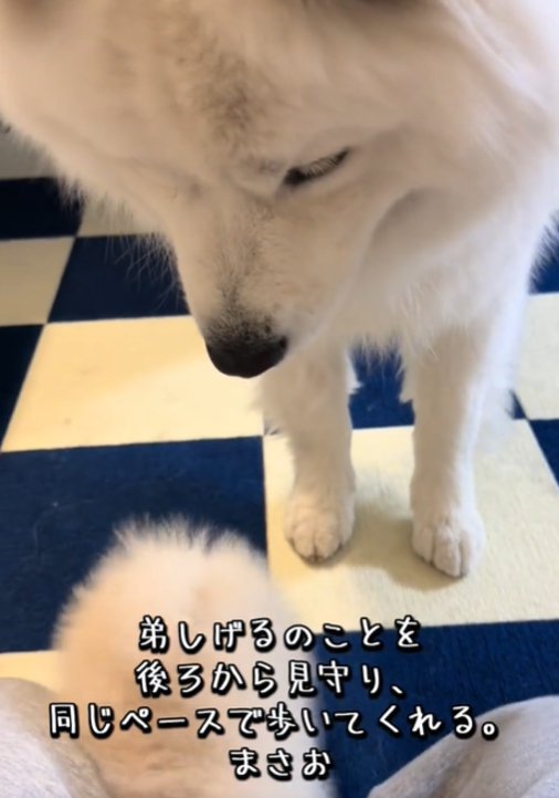 見つめる犬1