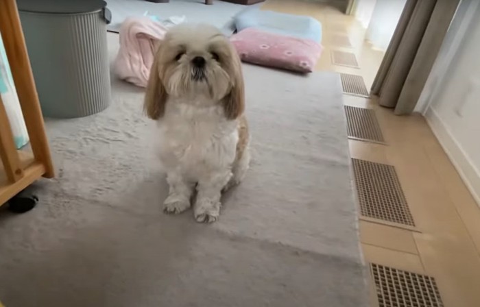 こちらを見る犬