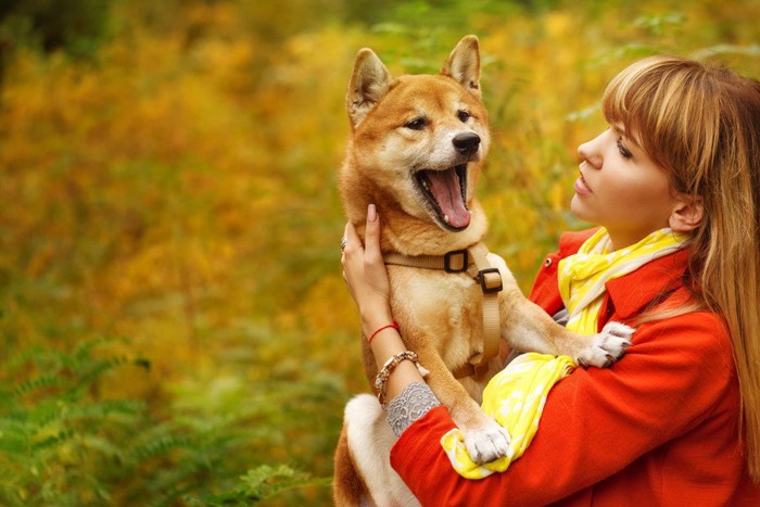 抱っこを嫌がる柴犬