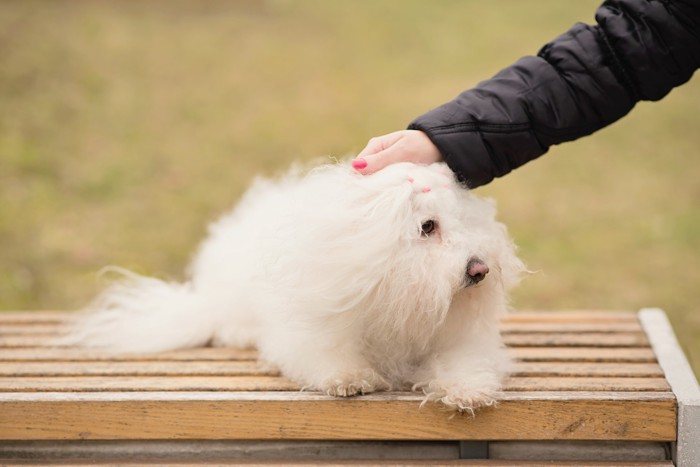 ベンチに伏せて飼い主になでられているボロニーズ