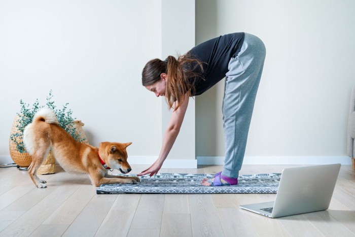 ヨガをする柴犬と女性