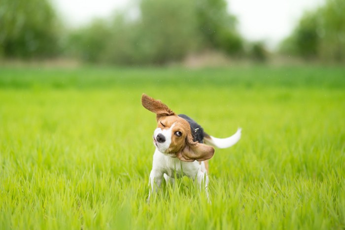 身震いをする犬