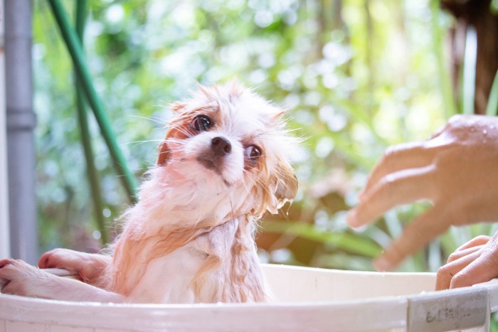 振り向く犬に手を伸ばす