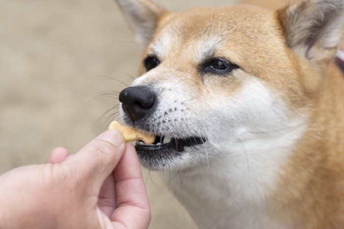 おやつをもらう柴犬